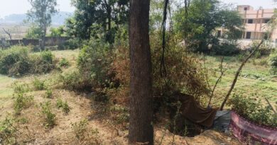 नीम का पेड़ काटने से बवाल, वन विभाग ने ली सुध, होंगी सख़्त कार्यवाही