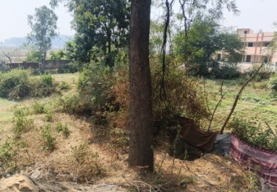 नीम का पेड़ काटने से बवाल, वन विभाग ने ली सुध, होंगी सख़्त कार्यवाही