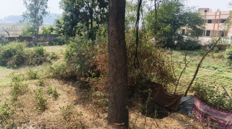 नीम का पेड़ काटने से बवाल, वन विभाग ने ली सुध, होंगी सख़्त कार्यवाही